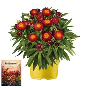 Bild von Ms P12 Bracteantha red